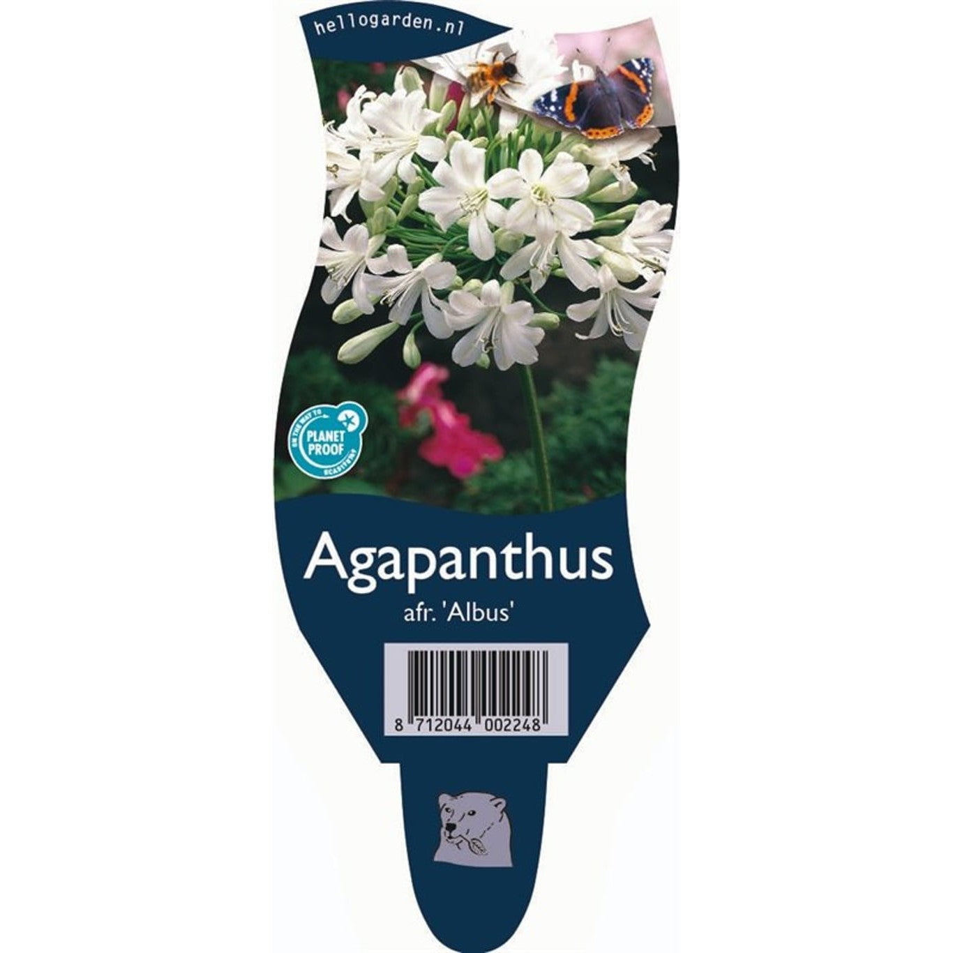 Afrikansk blåstjärna – Agapanthus afr. 'Albus' - P11